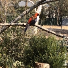 Platycercus elegans at Aranda, ACT - 18 Dec 2019