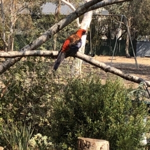 Platycercus elegans at Aranda, ACT - 18 Dec 2019