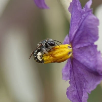 Lipotriches sp. (genus) (Halictid bee) at Acton, ACT - 19 Dec 2019 by HelenCross