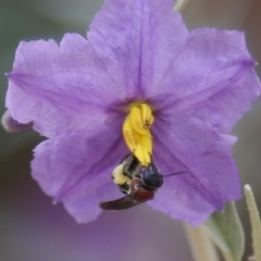 Lasioglossum (Callalictus) callomelittinum (Halictid bee) at Acton, ACT - 19 Dec 2019 by HelenCross