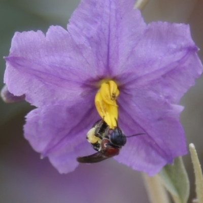 Lasioglossum (Callalictus) callomelittinum (Halictid bee) at Acton, ACT - 18 Dec 2019 by HelenCross