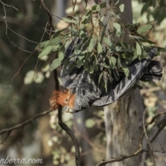 Callocephalon fimbriatum (Gang-gang Cockatoo) at Federal Golf Course - 14 Dec 2019 by BIrdsinCanberra