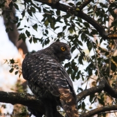 Ninox strenua (Powerful Owl) at Illaroo, NSW - 18 Dec 2019 by Ry