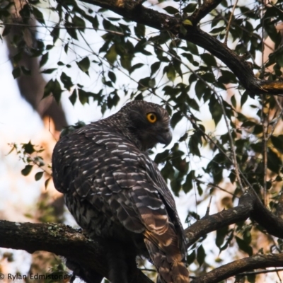 Ninox strenua (Powerful Owl) at Illaroo, NSW - 18 Dec 2019 by Ry