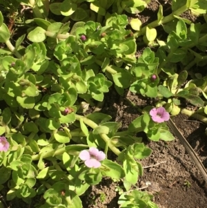 Gratiola peruviana at Numeralla, NSW - 16 Dec 2019