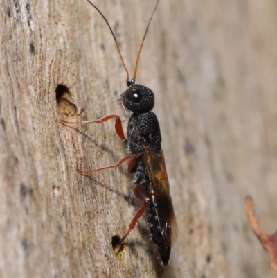 Megalyra sp. (genus) (Long-tailed wasp) at Acton, ACT - 17 Dec 2019 by TimL