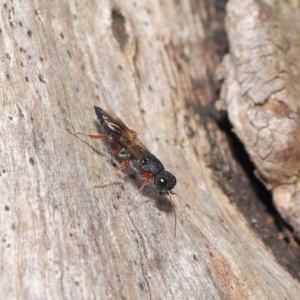 Megalyra sp. (genus) at Acton, ACT - 17 Dec 2019