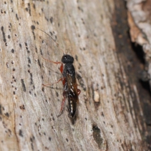 Megalyra sp. (genus) at Acton, ACT - 17 Dec 2019