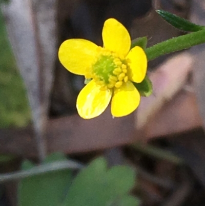 Ranunculus lappaceus (Australian Buttercup) at Numeralla, NSW - 16 Dec 2019 by JaneR