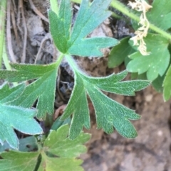 Ranunculus lappaceus at Numeralla, NSW - 16 Dec 2019 04:50 PM