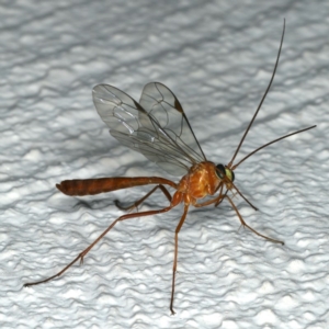 Netelia sp. (genus) at Ainslie, ACT - 17 Dec 2019