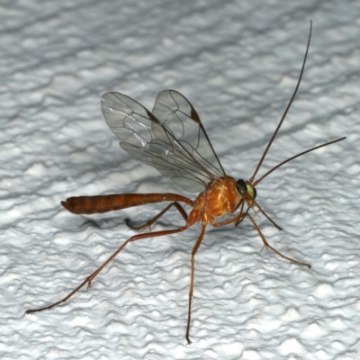 Netelia sp. (genus) (An Ichneumon wasp) at Ainslie, ACT - 17 Dec 2019 by jbromilow50