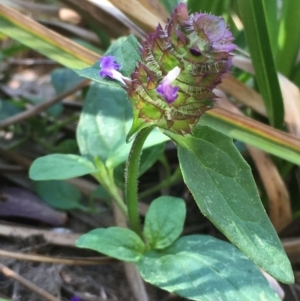 Prunella vulgaris at Numeralla, NSW - 16 Dec 2019