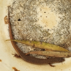 Saproscincus mustelinus (Weasel Skink) at Wallaga Lake, NSW - 19 Dec 2019 by Volplana