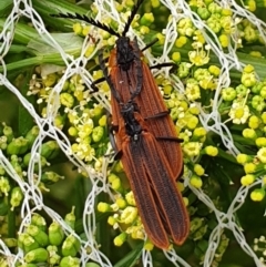 Lycidae sp. (family) (Net-winged beetle) at Wallaga Lake, NSW - 19 Dec 2019 by JoyGeorgeson