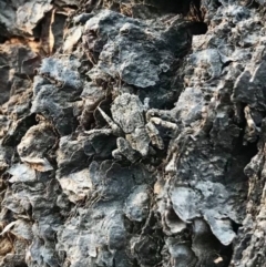 Stephanopis altifrons at Budgong, NSW - 17 Dec 2019 06:31 PM