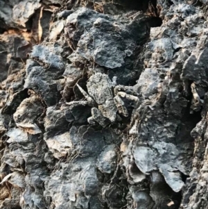 Stephanopis altifrons at Budgong, NSW - 17 Dec 2019 06:31 PM