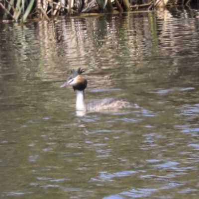 Podiceps cristatus (Great Crested Grebe) at Fyshwick, ACT - 17 Dec 2019 by AlisonMilton