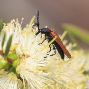 Porrostoma sp. (genus) at Fyshwick, ACT - 17 Dec 2019