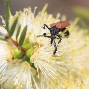 Porrostoma sp. (genus) at Fyshwick, ACT - 17 Dec 2019