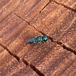 Primeuchroeus sp. (genus) at Aranda, ACT - 19 Dec 2019