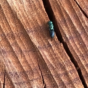 Primeuchroeus sp. (genus) at Aranda, ACT - 19 Dec 2019