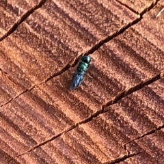 Primeuchroeus sp. (genus) at Aranda, ACT - 19 Dec 2019