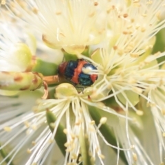 Dicranolaius bellulus (Red and Blue Pollen Beetle) at Jerrabomberra Wetlands - 17 Dec 2019 by AlisonMilton