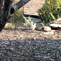 Ocyphaps lophotes (Crested Pigeon) at Aranda, ACT - 19 Dec 2019 by Jubeyjubes