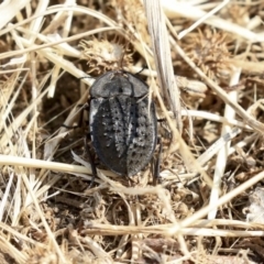 Helea ovata (Pie-dish beetle) at Fyshwick, ACT - 17 Dec 2019 by AlisonMilton