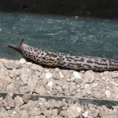 Limax maximus (Leopard Slug, Great Grey Slug) at Higgins, ACT - 18 Dec 2019 by AlisonMilton