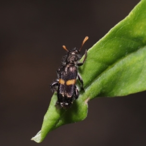 Eleale pulchra at Acton, ACT - 17 Dec 2019 12:33 PM