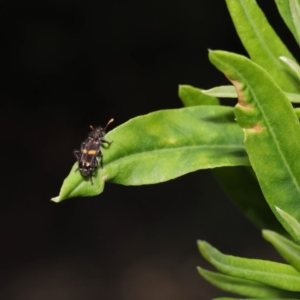 Eleale pulchra at Acton, ACT - 17 Dec 2019 12:33 PM