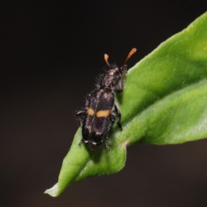 Eleale pulchra at Acton, ACT - 17 Dec 2019