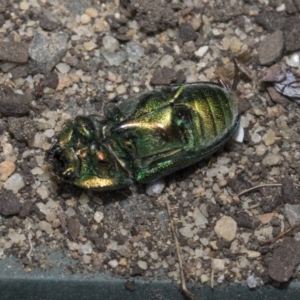 Lamprima aurata at Higgins, ACT - 18 Dec 2019