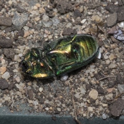 Lamprima aurata (Golden stag beetle) at Higgins, ACT - 18 Dec 2019 by AlisonMilton