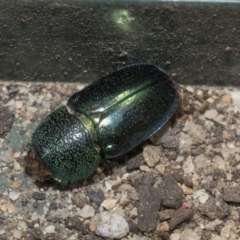 Lamprima aurata at Higgins, ACT - 18 Dec 2019 10:39 AM