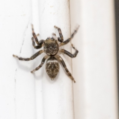Maratus sp. (genus) (Unidentified Peacock spider) at Higgins, ACT - 17 Dec 2019 by AlisonMilton