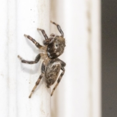 Maratus sp. (genus) at Higgins, ACT - 18 Dec 2019 10:46 AM