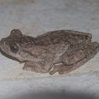 Litoria peronii (Peron's Tree Frog, Emerald Spotted Tree Frog) at Alpine, NSW - 19 Oct 2018 by JanHartog