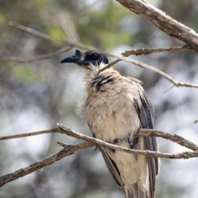 Philemon corniculatus (Noisy Friarbird) at Higgins, ACT - 30 Nov 2019 by Alison Milton