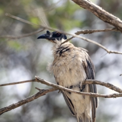 Philemon corniculatus (Noisy Friarbird) at Higgins, ACT - 1 Dec 2019 by AlisonMilton