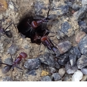 Iridomyrmex purpureus at Acton, ACT - 18 Oct 2018