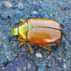 Anoplognathus brunnipennis (Green-tailed Christmas beetle) at Kambah, ACT - 4 Dec 2019 by HarveyPerkins