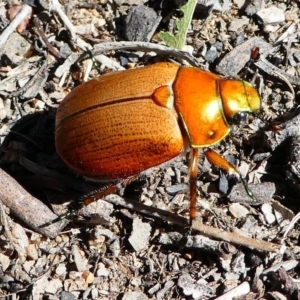 Anoplognathus brunnipennis at Kambah, ACT - 30 Nov 2019 04:00 PM