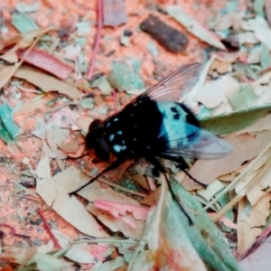 Amphibolia (Amphibolia) ignorata at Kambah, ACT - 19 Dec 2019 07:55 PM