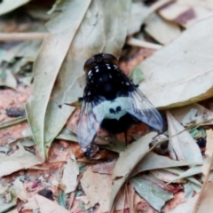 Amphibolia (Amphibolia) ignorata at Kambah, ACT - 19 Dec 2019 07:55 PM