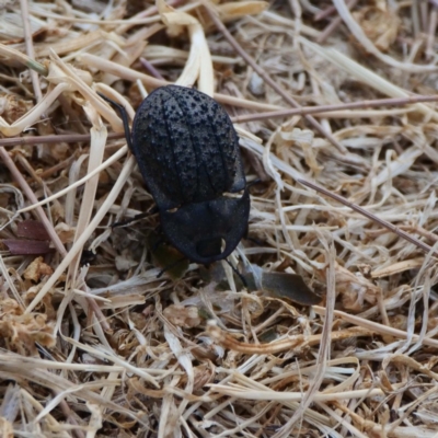 Helea ovata (Pie-dish beetle) at Fyshwick, ACT - 17 Dec 2019 by DPRees125