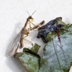 Mantispidae (family) (Unidentified mantisfly) at Higgins, ACT - 13 Dec 2019 by AlisonMilton