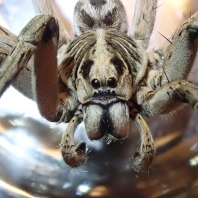 Tasmanicosa godeffroyi (Garden Wolf Spider) at Spence, ACT - 19 Dec 2019 by Laserchemisty